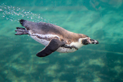 High angle view of fish swimming in sea