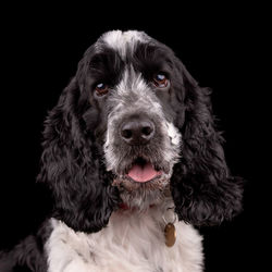 Close-up portrait of a dog over black background