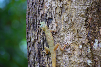 Close-up of lizard on tree trunk