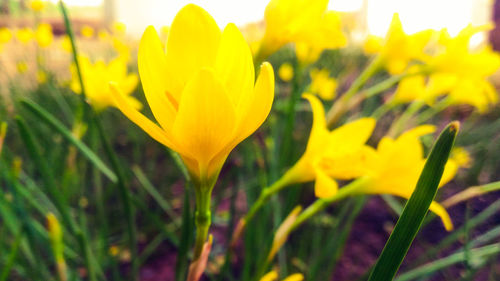 Close-up of yellow tulips blooming on field