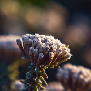 Close-up of wilted flower on field