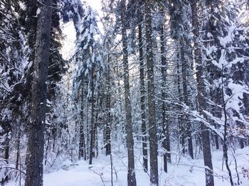 Trees in snow covered forest