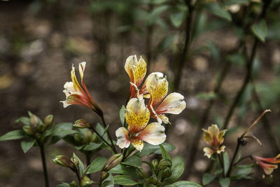 Close-up of flowering plant