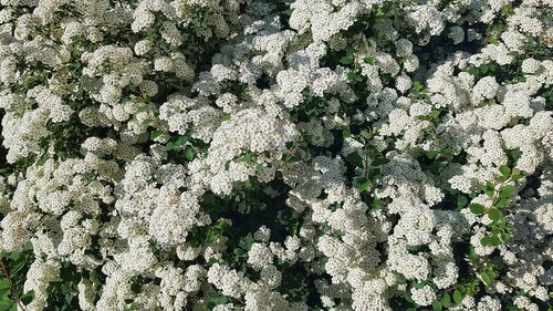 Full frame shot of white flowering plant