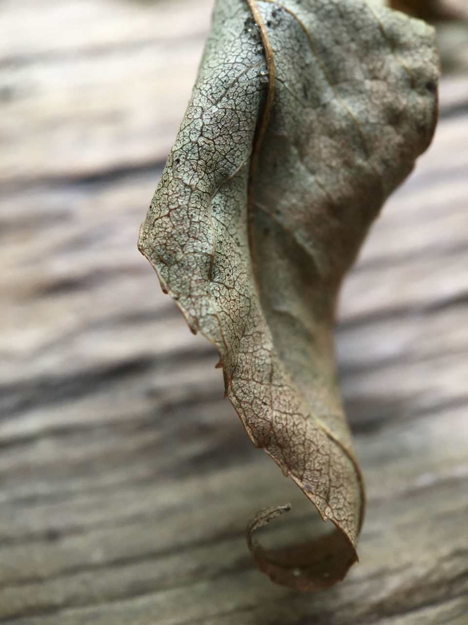 CLOSE-UP OF DRY LEAF AGAINST TREE TRUNK