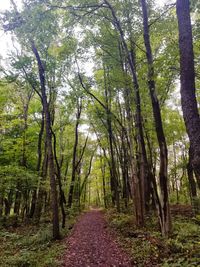 Footpath amidst trees in forest