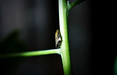 Close-up of lizard on leaf