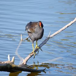 Bird perching on lake