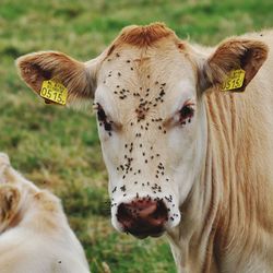 Close-up of cow on field