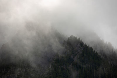 Scenic view of forest against sky