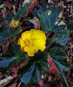 Close-up of yellow flower