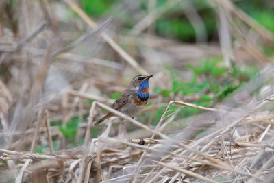 Close-up of bird perching on grass