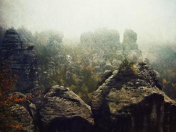 Trees in foggy weather