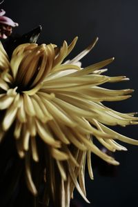 Close-up of flowering plant against black background