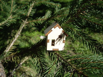 Wooden house on a spruce branch