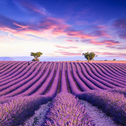 Purple flowering plants on field against sky