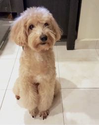 Portrait of dog sitting on tiled floor