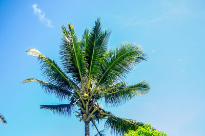 Low angle view of coconut palm tree against blue sky