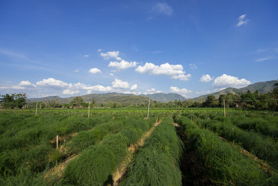 Scenic view of agricultural field against blue sky