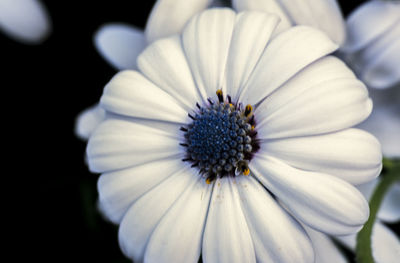 Close-up of white flower