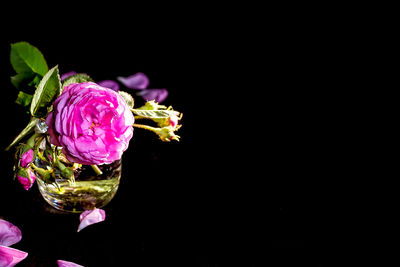 Close-up of pink rose against black background