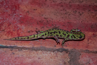 Close-up of lizard on wall