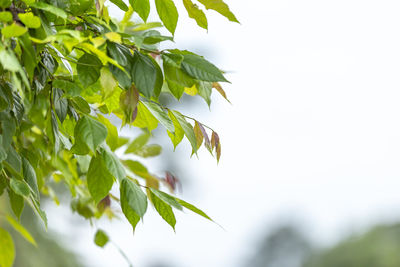 Low angle view of leaves against sky