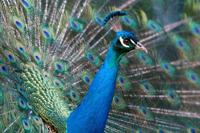 Close-up of peacock