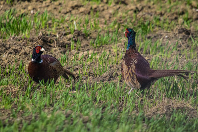 Pheasant on  field