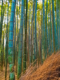 Bamboo trees in forest