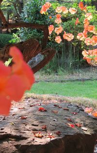 Close-up of red flowers by plants