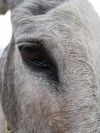 Close-up of horse eye