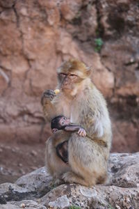 Monkey sitting on rock