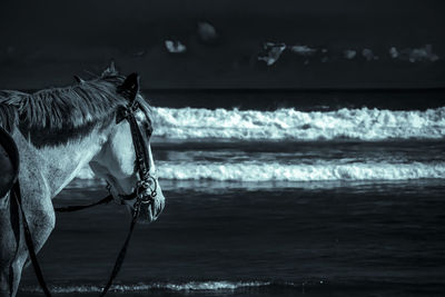 View of a horse on the beach