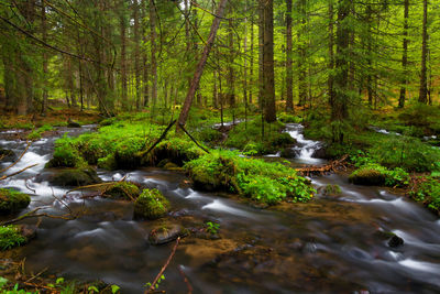 Stream flowing amidst trees in forest