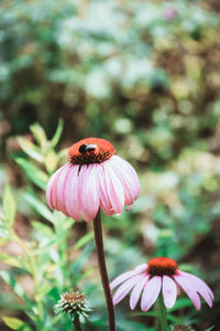 Close-up of honey bee on coneflower