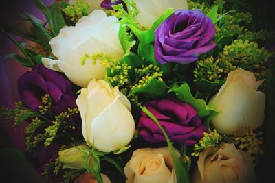 Close-up of rose flower