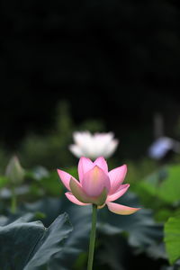 Close-up of pink water lily