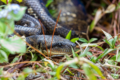 Close-up of snake on field