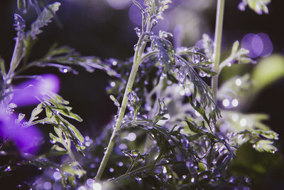 Close-up of frozen plant