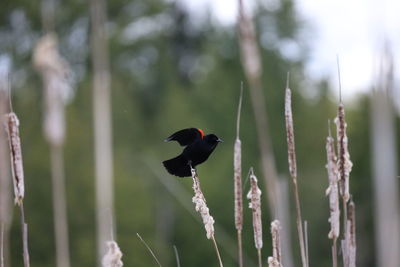 Bird perching on a branch