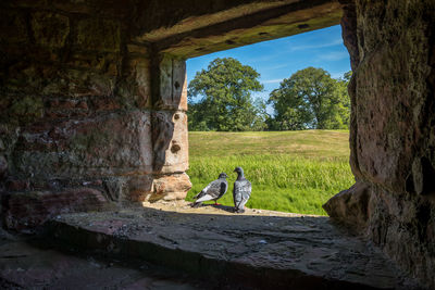 Piggeons in old castle window