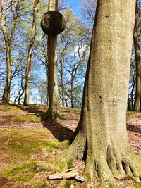 Trees in forest