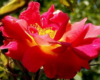 Close-up of pink rose flower