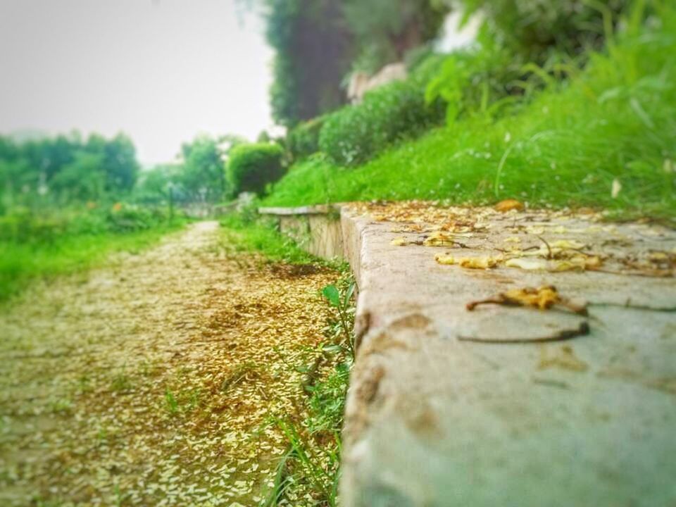 the way forward, grass, surface level, tranquility, diminishing perspective, selective focus, dirt road, tree, nature, tranquil scene, growth, landscape, field, vanishing point, plant, green color, day, footpath, outdoors, pathway