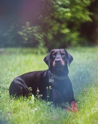 Black dog on grassy field