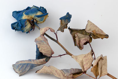 Close-up of dry leaves on wall