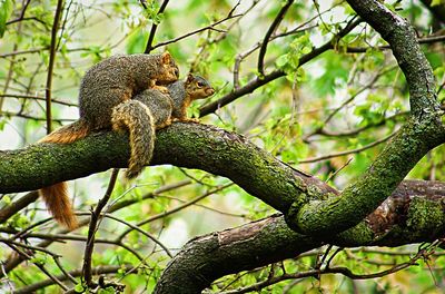 Close-up of an animal on tree