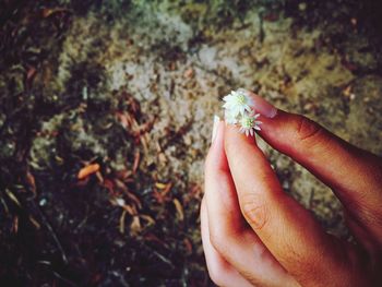 Close-up of hand holding small plant