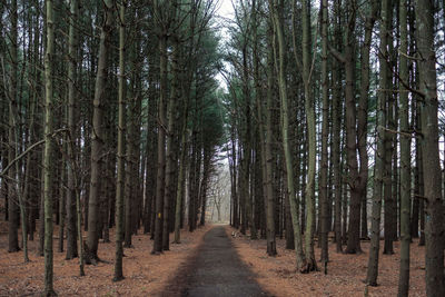 Footpath amidst trees in forest